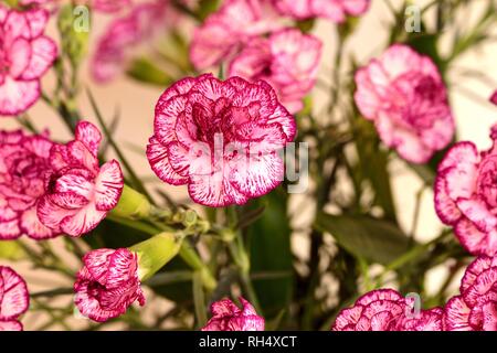 A bunch of pink carnations Stock Photo
