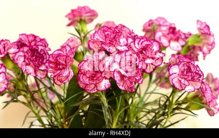 A bunch of pink carnations Stock Photo