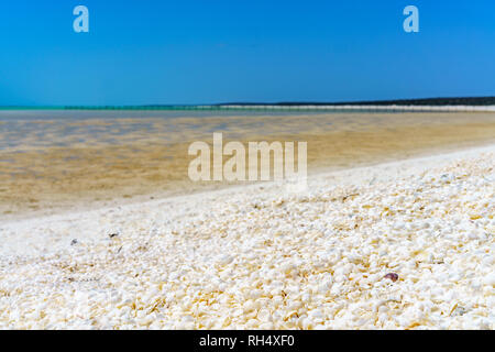 seashells on a sunny day at shell beach, coral coast, western australia Stock Photo