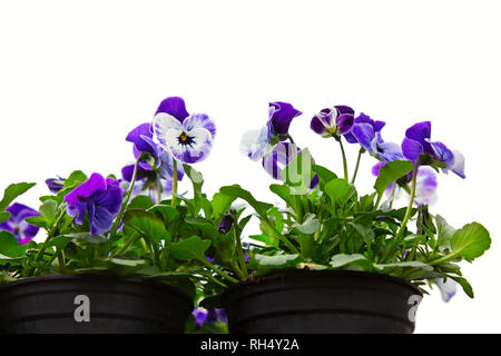 Puple viola tricolor or kiss-me-quick (heart-ease flowers) in small pots at market for gardening, isolated on white background. Stock Photo