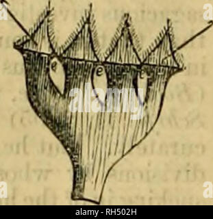 . British bee journal &amp; bee-keepers adviser. Bees. Fig. 2. Fig. 3. Fig. 4. and with it the hardness of the skin, so that it be- comes very easily compressible here; indeed is so tender that the gullet of the mouth of the stomach regularly breaks off if the taking out of the alimentary canal is not undertaken with great care. Fig. 3 represents the lips cut out separate from the frame-work, and so placed opposite to one another and pressed flat on the paper, that it may bo seen how the first lip stands opposite to the third, and the second to the fourth. Fig. 4 shows us the whole frame-work  Stock Photo