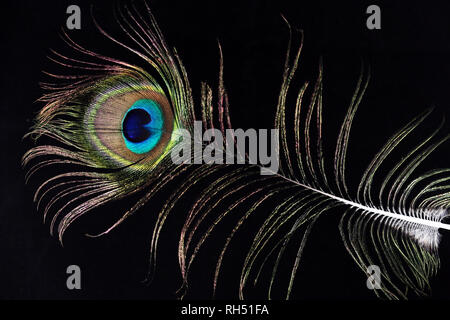 Beautiful peacock feather on the black background. Stock Photo