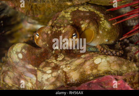 Great Pacific Octopus Tentacle on Black background Stock Photo
