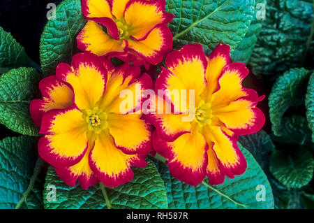 Close up of Primula with red and yellow petals  Spring flowering plant that can be grown in borders containers etc  Fully hardy Stock Photo