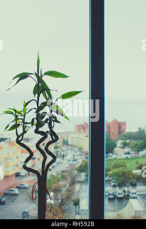Dracaena braunii. Green lucky bamboo against the window. Stock Photo