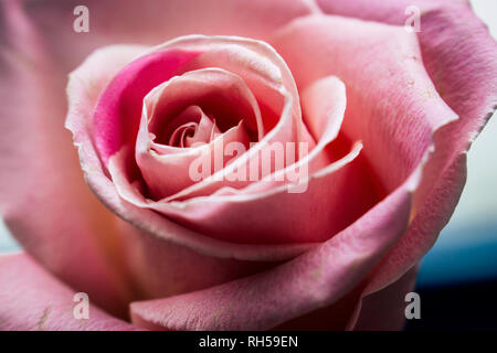 Pink rose. Pink wedding rose close up isolated on dark background. Stock Photo
