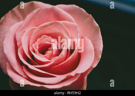 Pink rose. Pink wedding rose close up isolated on dark background. Stock Photo