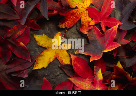 Colourful pattern of autumn coloured sweet gum tree leaves strewn over slate Stock Photo