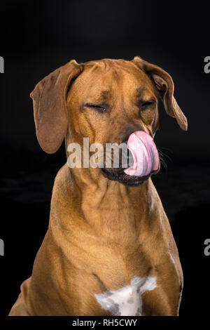 Portrait Rhodesian Ridgeback dog isolated black background sitting licking nose Stock Photo