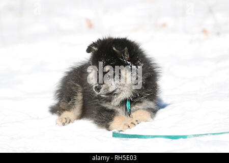 A young Finnish Lapphund puppy lying in the snow Stock Photo