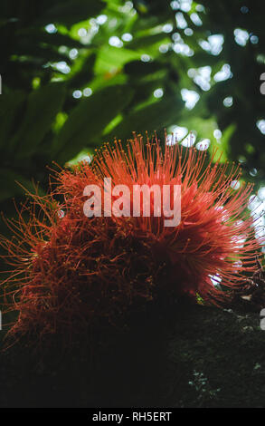 Red and orange blood lily flower growing on a tree in the forest of Medellín, Colombia Stock Photo