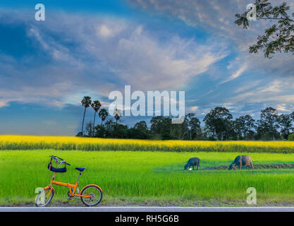The abstract green paddy rice field, Sunn hemp, Indian hemp, yellow plant field with the bicycle, the beautiful sky and cloud. Stock Photo