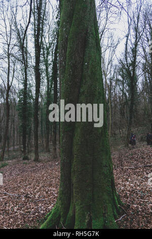 Big twisted tree close-up Stock Photo