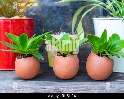 Green plants in three eggshells with plant pots on wooden table, agriculture DIY creative concept. Stock Photo