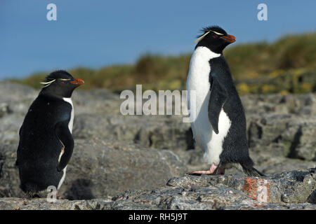 rockhopper penguins eudyptes chrysocome standing on rocks bleaker island falkland islands Stock Photo