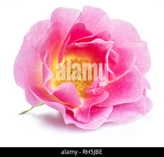 Beautiful flower of rosehip or wild rose isolated on a white background. Macro. Stock Photo