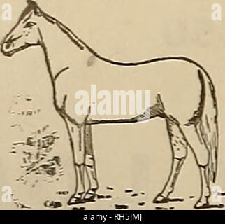 . Breeder and sportsman. Horses. THE BREEDER AND SPORTSMAN [Saturday, November 8, 1913. SAVE-THE-HORSE. °» *Zi *- * TTT From a Hopeless Cripple to a Continuous Winner R. M. HYDE HARRY WAY ALMA FLOUR S FEED CO. Live Stock Insurance Alma, Mich., Sept 23, 1913. Trov Chemical Co., Binghamton, N. T.: Gentlemen:—I 'want to express my regard for Save-the-Horse for tendon trouble. I purchased a fast pacer that had been line fired unreasonably and his tendons were so large that a pair of medium tendon boots would not begin to reach around. He was full from the knee to ankle in each leg. As I wrote you, Stock Photo