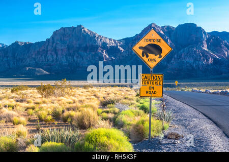 Tortoise crossing, Red Rock Canyon, Las Vegas, Nevada, USA, with copy space Stock Photo