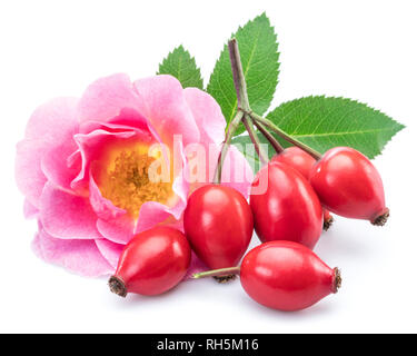 Rose-hips with rose hip flower isolated on a white background. Stock Photo