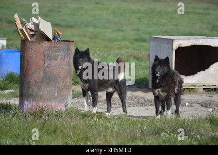 Ilulissat, Greenland - July, chained sled dog / husky are bored in summer, sledge dogs / huskies on grass and dog houses Stock Photo