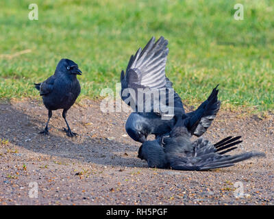 Jackdaws Corvus monedula fighting on farmland Stock Photo