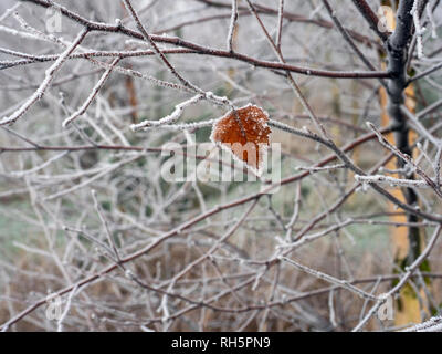 Silver Birch  Betula pendula a single leaf hanging on Stock Photo