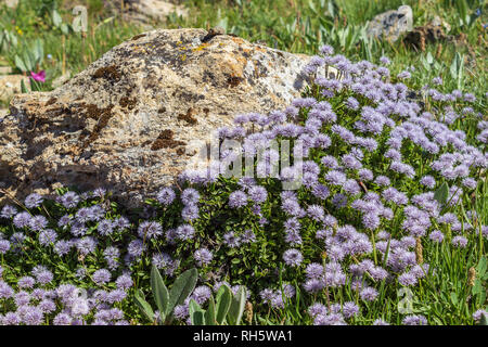 Alpine wildflower Globularia Cordifolia (heart-leaved globe daisy). Aosta valley, Italy. Photo taken at an altitude of 2400 meters Stock Photo