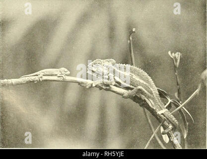 . Brehms Tierleben. Allgemeine kunde des Tierreichs. Zoology; Animal behavior. 4. ßfiiunos ZttH'riichümälcon, Cluiin.iL-k-dn iiilIj[iih:cpIij1us (JUir.. mit Jinuicii. -,'5 nat. Ol., s. S. 2J:5. .1 IkTt; - IinkMisclK-iil pliot.. 5. buntes Zrocrgchamdlcon, Chamaeleon pumilus Daud., init Juniic '/:; nai. Or., s. S 22:1. — J. Berg-Lüdenscheid pliot.. Please note that these images are extracted from scanned page images that may have been digitally enhanced for readability - coloration and appearance of these illustrations may not perfectly resemble the original work.. Brehm, Alfred Edmund, 1829-188 Stock Photo