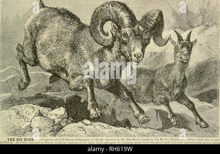 . Brehm's Life of animals : a complete natural history for popular home instruction and for the use of schools. Mammals; Animal behavior. THE HORNED ANIMALS—SHEEP. 463 their mothers into the most inaccessible spots. The attempt has recently met with success, however, and in the west young rams have not only been tamed to such an extent that the)- could be safely left to run free with the domestic flocks, but they have also been successfully crossed with the common Sheep. The flesh of the mixed breed is said to be excellent. Origin of the We have as little definite knowledge Domestic about the 