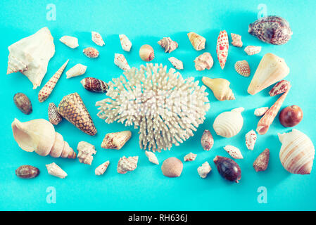 Different sea shells on blue background. Top view flat lay Stock Photo