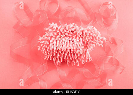 Different sea shells on live coral background. Top view flat lay Stock Photo