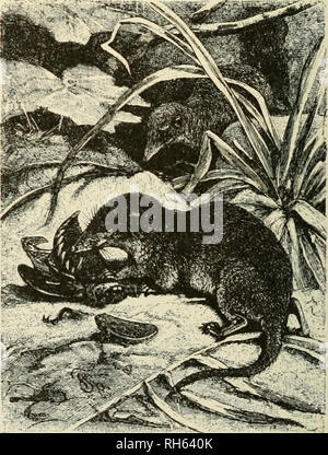 caught alive shrew Stock Photo - Alamy