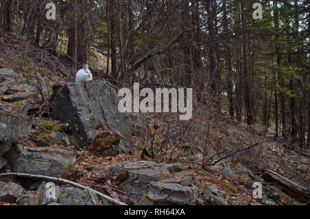 A snowshoe hare perches on a rock during a winter with historically low snowpack in February, 2015. Yaak Valley Montana. (Photo by Randy Beacham) Stock Photo