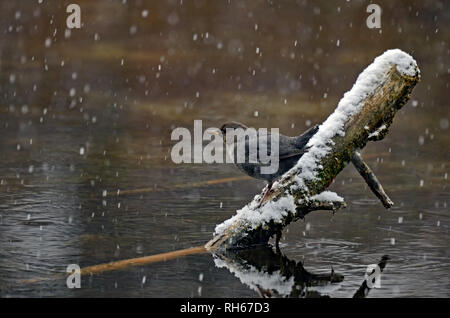American dipper perched on a log over a pond along the Yaak River during a snowstorm in late fall. Yaak Valley, Montana. (Photo by Randy Beacham) Stock Photo