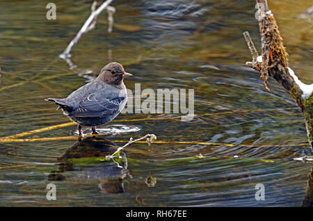 American dipper foraging in a pond along the Yaak River in late fall. Yaak Valley in the Purcell Mountains, Montana. (Photo by Randy Beacham) Stock Photo