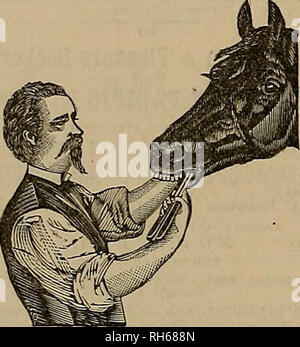 . Breeder and sportsman. Horses. AGENTS 7m6 ALL KINDS, PAPEE AND BRASSISHELLS, WADS, CAPS, PRIMERS, ;EVOLVERS IN ANT QUANTITY. FOR THE GLASS BALLS MANUFACTURED BY THE CALIFORNIA GLASS WORKS. N. CIIRRTT * BROS., 113 Sansome street, San Francisco. W. H. Woodruff,. VETERINARY DENTIST, CURES BIT LUGGING, DRIVING ON ONE REIN, Tossing the head, drooling, imperfect and pain- ful mastication, by dental manipiilation. Office at Fashion Stable, 221 Ellis street. JS. B. Particular attention paid to colts, trotters and gents' drivers. Best of references if desired, having operated on St. Jnlien, Over- man Stock Photo