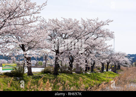 Cherry blossom park in Gyeongpodae lake, Gangneung city, Stock Photo