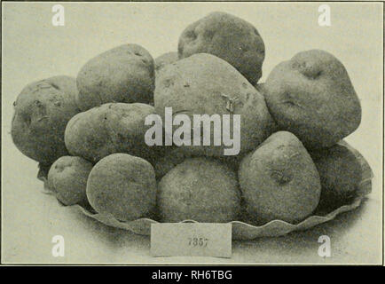 A Burbank rose plant at Luther Burbank's Gold Ridge Experimental Farm
