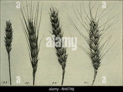 . Breeding crop plants. Plant breeding. CLASSIFICAriOX AXD INHERITANCE OF SMALL (fRAINS 107 These plants are wheat-like in spike and seed characters, yet they resemble rye in some other characters. They are now being tested for winter hardiness.. Fig. 25.—Spikes from four F4 plants of a wheat-rye cross. .Spike No. 39 is much like rj^e in regard to the awn development and ciliated glumes. Other heads resemble wheat more than rye. (After Love.) BUCKWHEAT^ Buckwheat belongs to the buckwheat family {Polygonacece). The original home of this plant was probably Asia, whence it was introduced into Eur Stock Photo