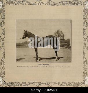 . Breeder and sportsman. Horses. VOLUME LVIII. No. 21. SAN PRANCISCC. SATURDAY. MAY 27. 1911. Subscription—$3.00 Per Year.. Please note that these images are extracted from scanned page images that may have been digitally enhanced for readability - coloration and appearance of these illustrations may not perfectly resemble the original work.. San Francisco, Calif. : [s. n. ] Stock Photo