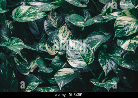 Epipremnum aureum or golden pothos plant. Abstract tropical green leaf textured background, large foliage, background for green nature. Stock Photo