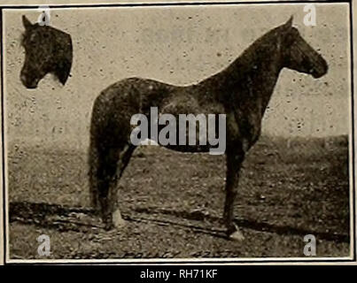 . Breeder and sportsman. Horses. GOMBAILT'S CAUSTIC BALSAM A safe, speedy and positive cure for Curb, Splint, Sweeny, Capped Hock, Strained Tendons, Founder, Wind Puffs, and all lameness from Spavin, Ringbone and other bony tumors. Cures all skin diseases or Parasites, Thrush, Diphtheria. Removes all Bunches from Horses or Cattle. As a H CM AN BKMEDT for Rhen- matlam. Sprains, Sore Throat, eu., it is invaluable. , , Every bottle of Camtic Balsam sold Is Warrantedto give satisfaction. PrlceSl-SO per bottle. Sold by drupgists, or sent by ex- press, charges paid, with full directions for its use. Stock Photo