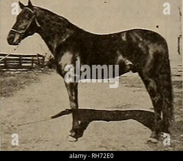 Albert The Great Horse