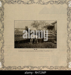 . Breeder and sportsman. Horses. VOLUME LVIII. No. 10. SAN FRANCISCO, SATURDAY, MARCH 11, 1911. Subscription—$3.00 Per Year.. Please note that these images are extracted from scanned page images that may have been digitally enhanced for readability - coloration and appearance of these illustrations may not perfectly resemble the original work.. San Francisco, Calif. : [s. n. ] Stock Photo