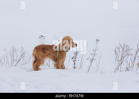 golden british cocker spaniel dog standing in the snow Stock Photo