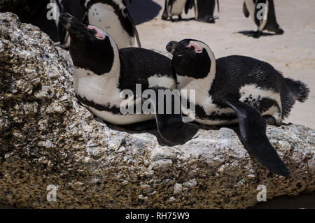 African warm weather penguins sunbathing at Boulders Beach, South Africa. Stock Photo