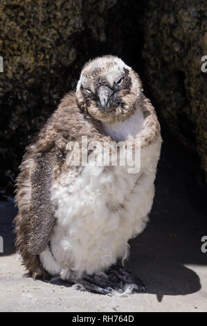 African warm weather baby penguin at Boulders Beach, South Africa. Stock Photo