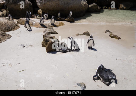 African warm weather penguins at Boulders Beach, South Africa. Stock Photo