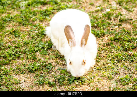 Cute little white rabbit (Oryctolagus cuniculus) sitting on the green grass Stock Photo