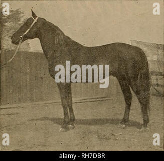 . Breeder and sportsman. Horses. Gije $vi&amp;i»ex cmfc &amp;p0vi#maxu [September 29, 1900 | TANFORAN FAIR. The first annual fair of the Sao Francisco and San Mateo Agricultural Association opened at Tanforan Park last Monday and while the attendance on the opening day was. McKINNET 3:111-4. Winner of First Prize for Standard Bred Stallions. very slim, it has been increasing right along and next week when the excellent program of harness racing is given it will doubtle&amp;s be much better. The display of live stock i3 very fine, especially in the way of cattle exhibits. Among the breeders of  Stock Photo